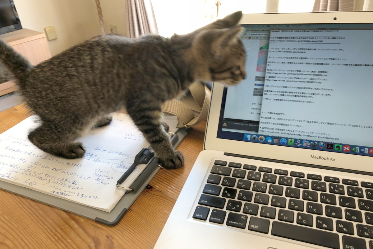 ブログを書いているときにキジトラ猫のろくが来た