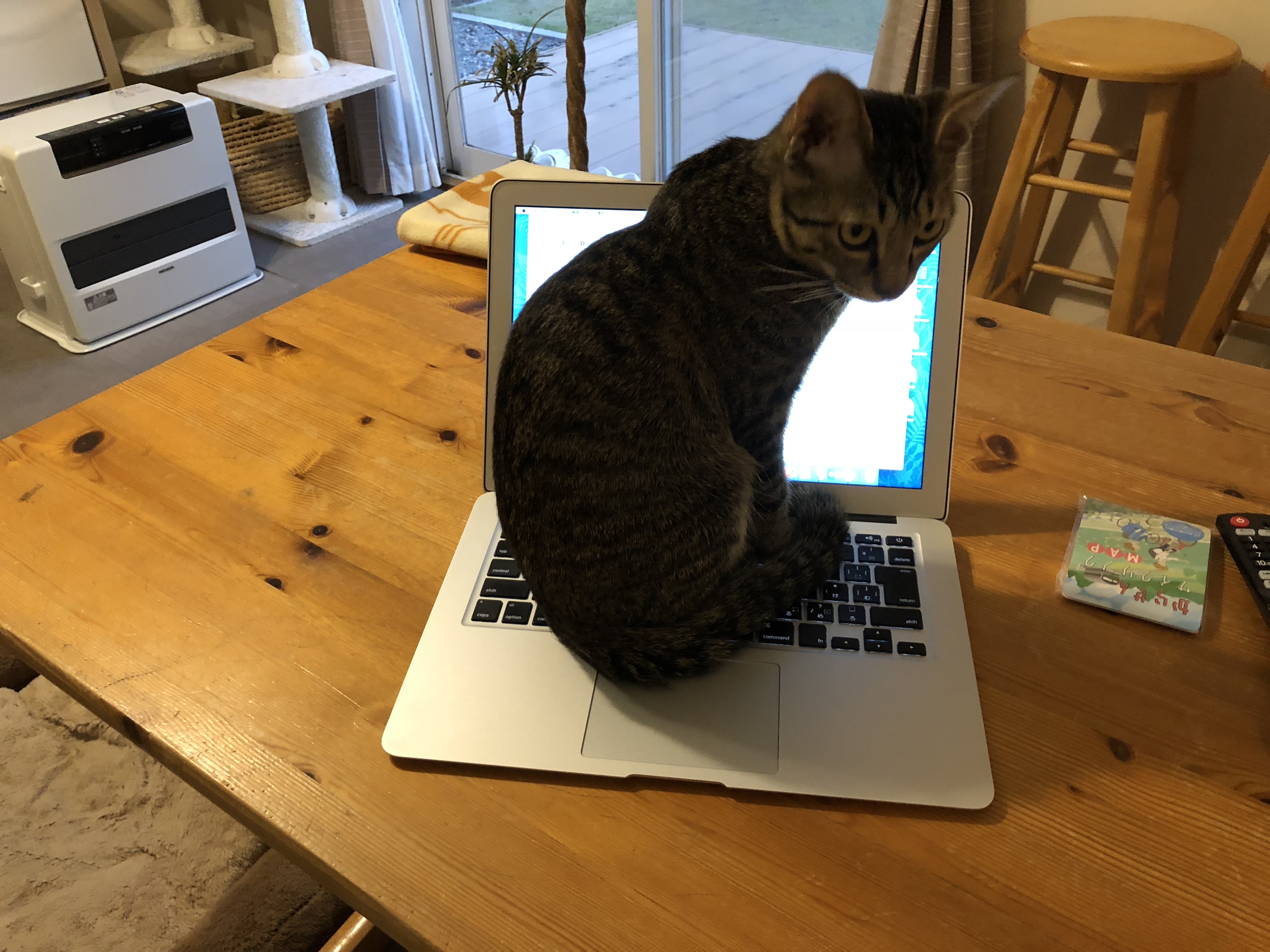 MacBook Airを操作する猫