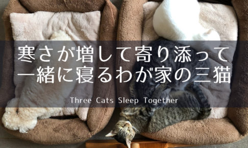 寒さが増して寄り添って一緒に寝るわが家の三匹の猫 自由に穏やかに暮らそう